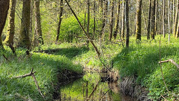 Referenzprojekt Gewaesserperle Plus Roggenhausenbach Referenzprojekt Gewaesserperle Plus Roggenhausenbach